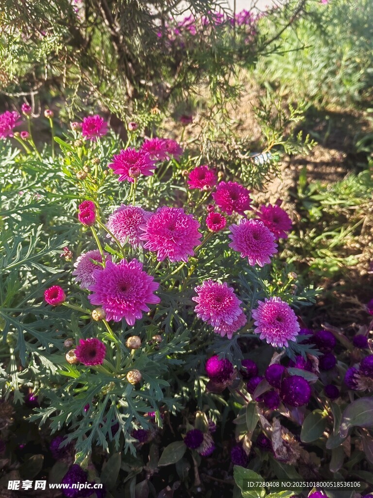 艳丽花丛绽放于自然间