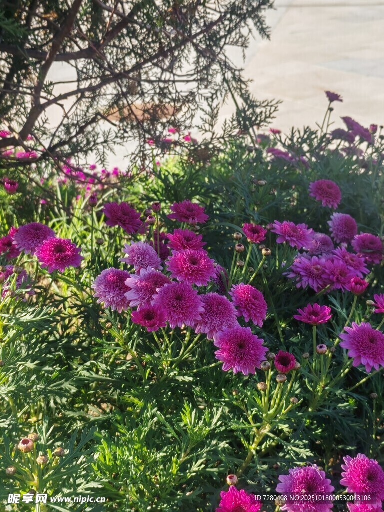 艳丽紫花绽放于绿叶间