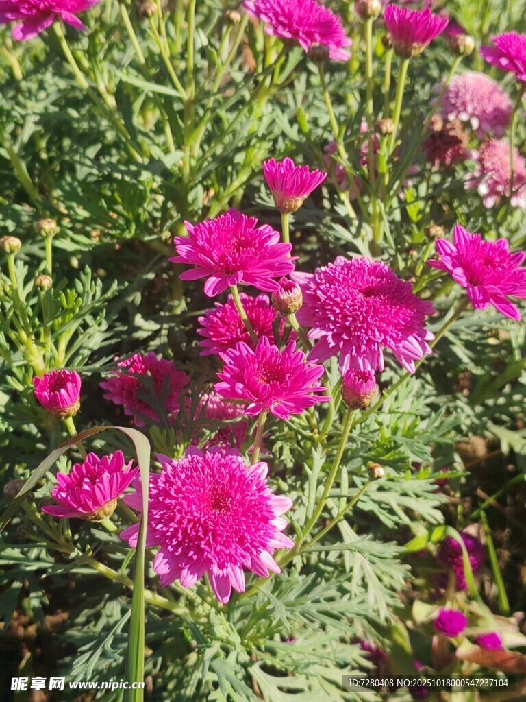 艳丽紫菊绽放