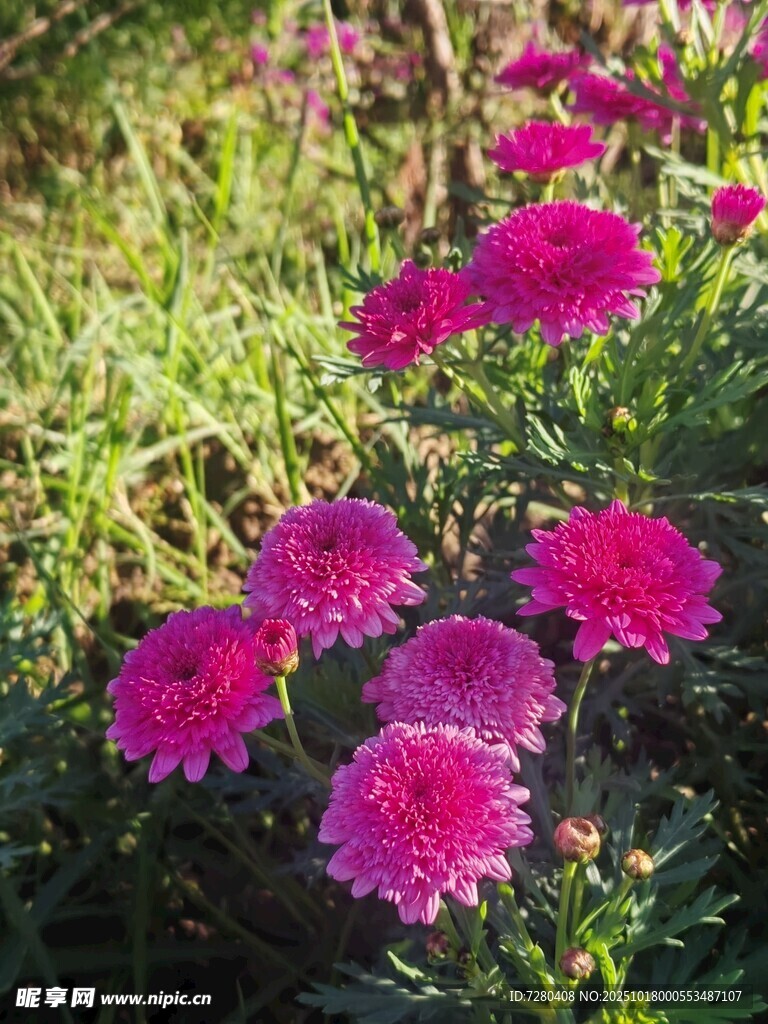阳光下的艳丽紫菊