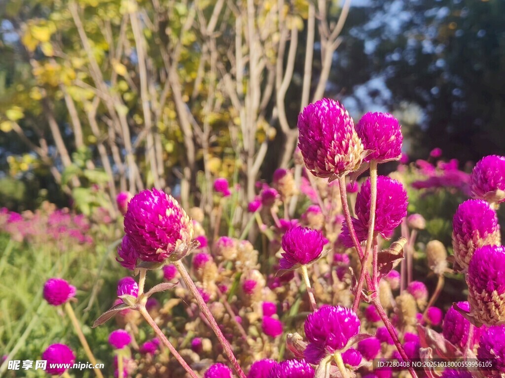 艳丽粉花绽放于自然间