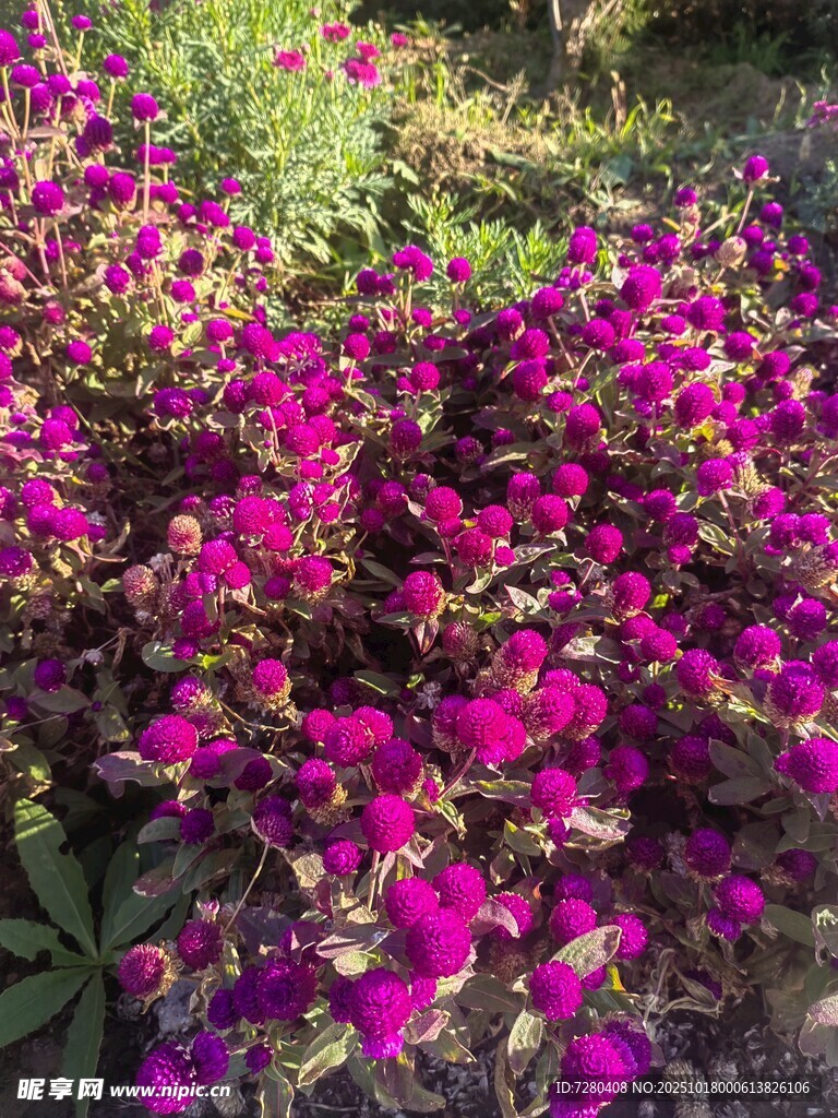 艳丽紫花绽放于草丛中