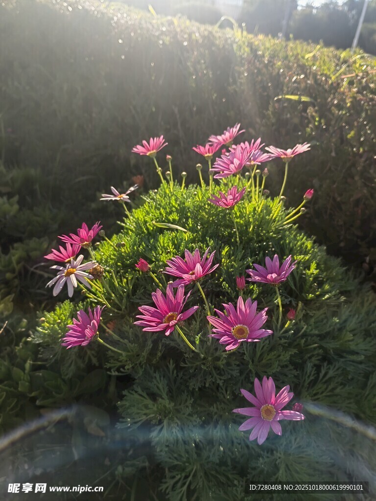 阳光下绽放的娇艳粉色小花
