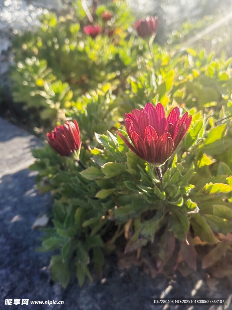 阳光下绽放的艳丽花朵