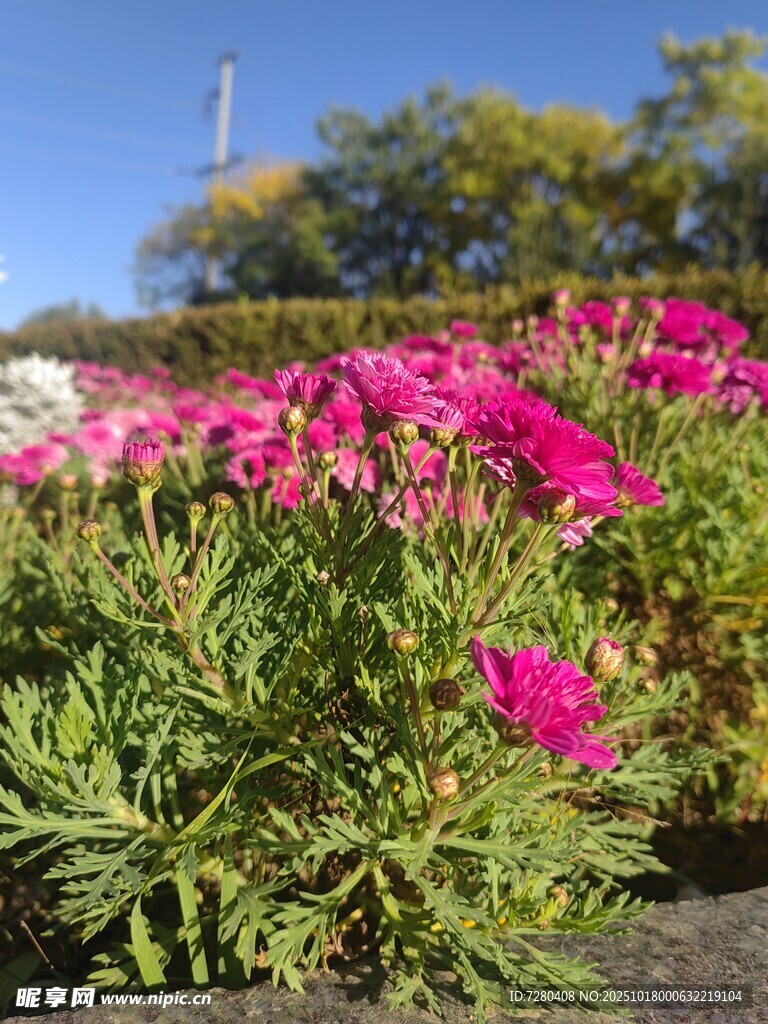 艳丽花丛绽放美好春光