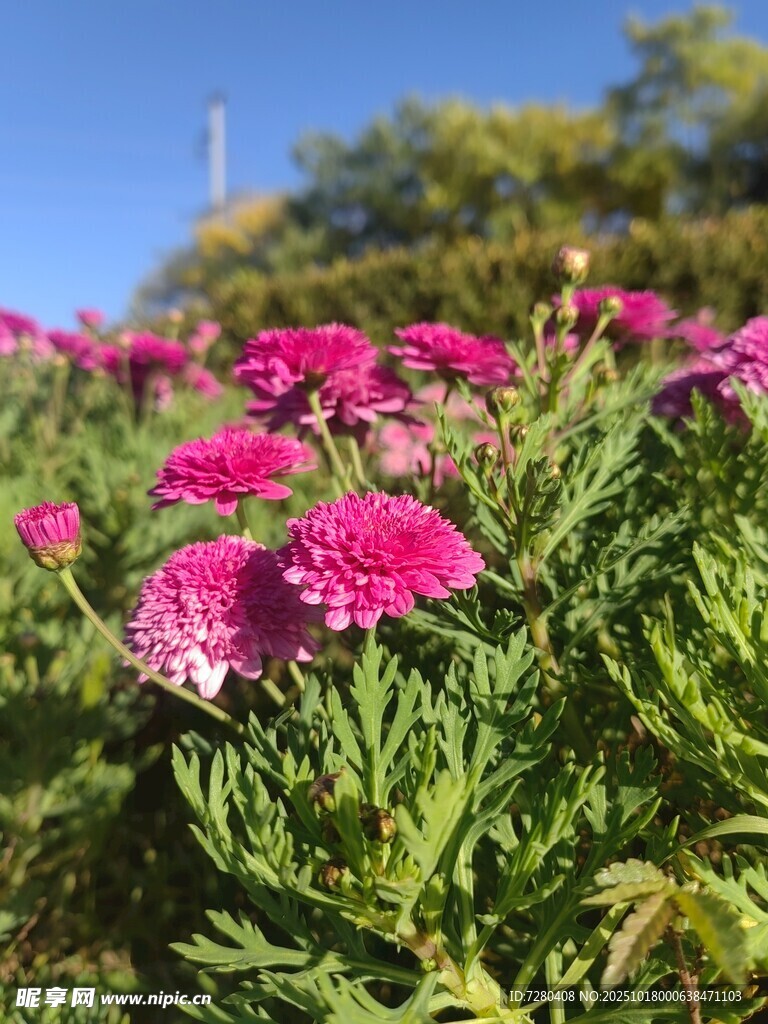 艳丽绽放的粉色花朵