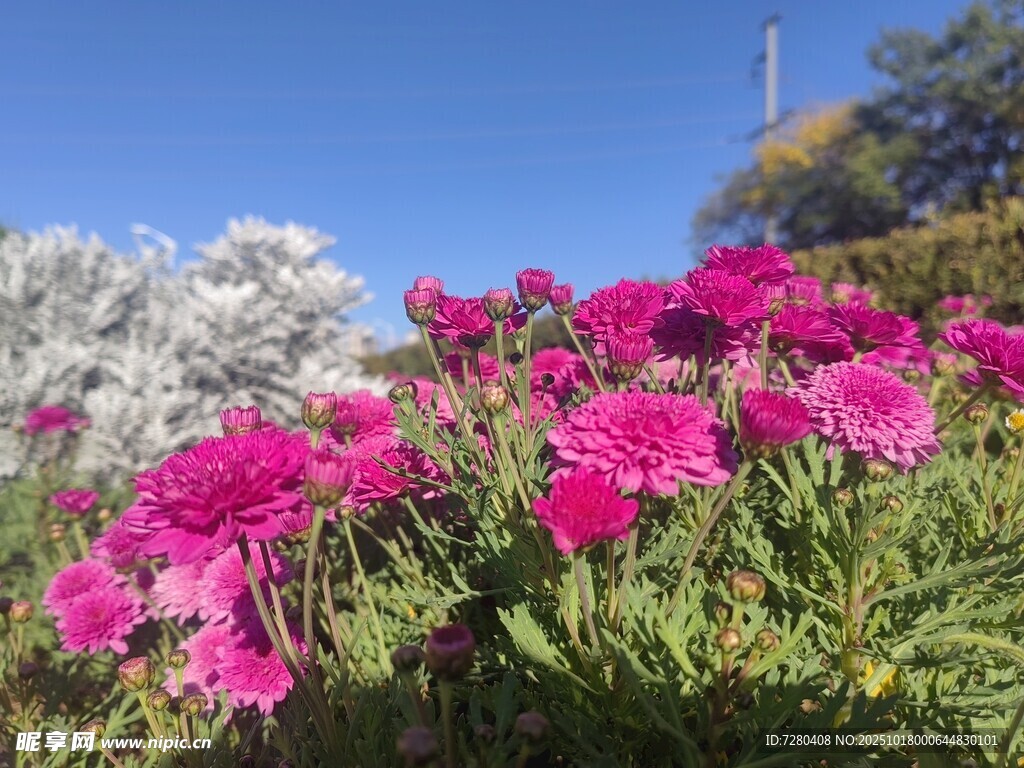 艳丽石竹花绽放于蓝天