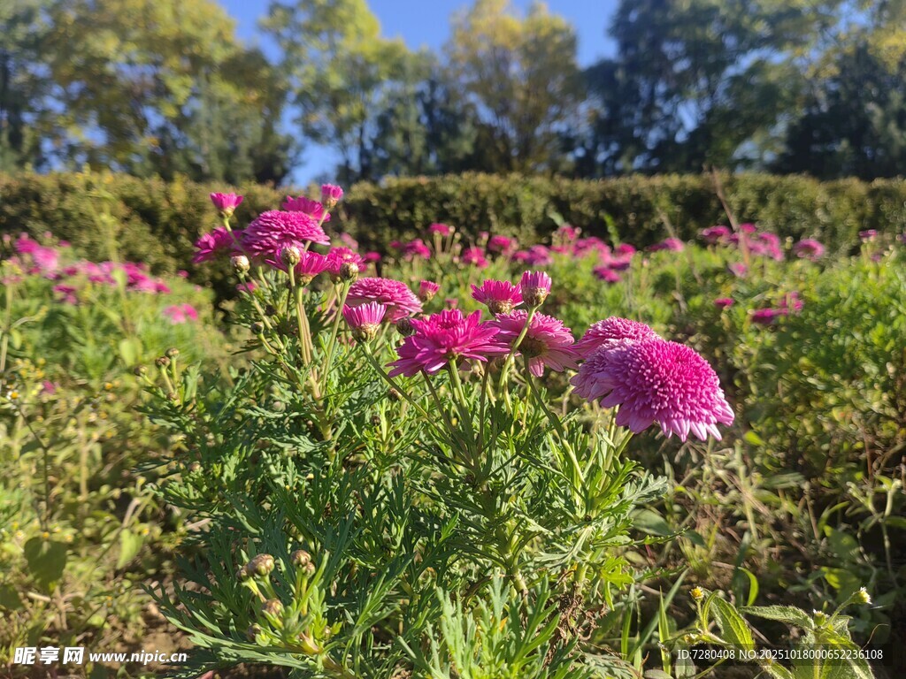 秋日绚烂花丛中的美丽景致