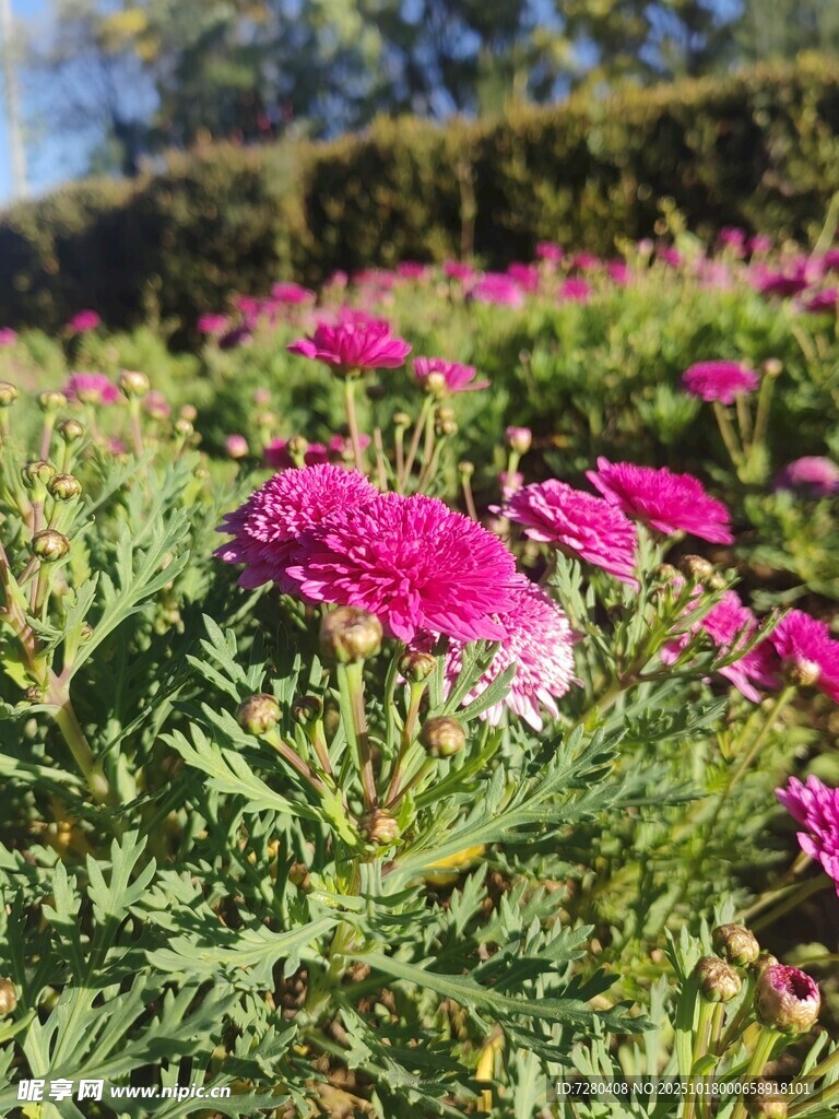 艳丽绽放的粉色花丛