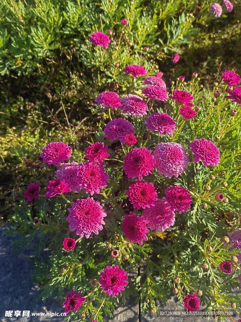 艳丽绽放的粉色花丛