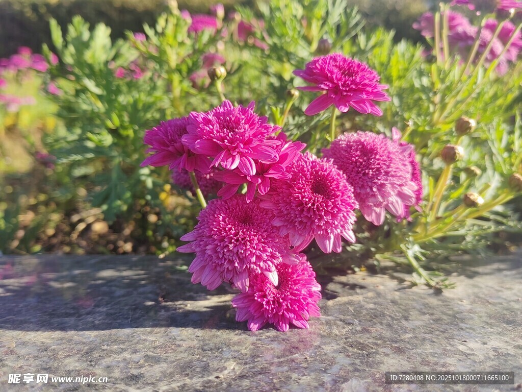 艳丽粉花绽放于绿叶间