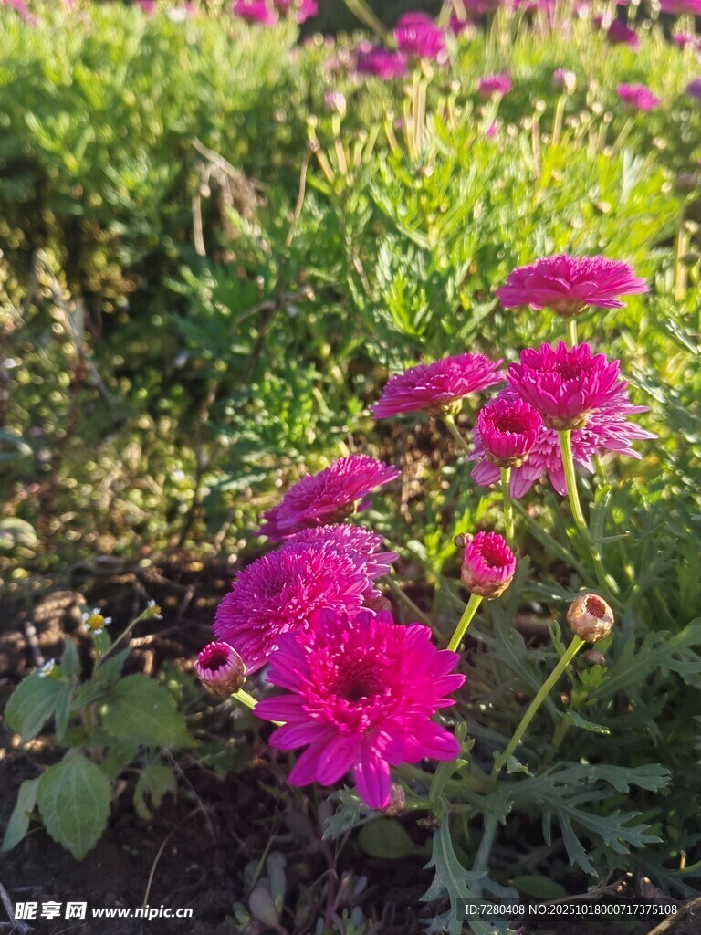 艳丽玫红花朵绽放草丛