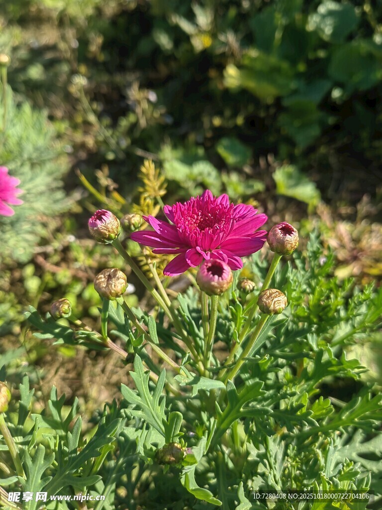娇艳紫花绽放于绿叶间