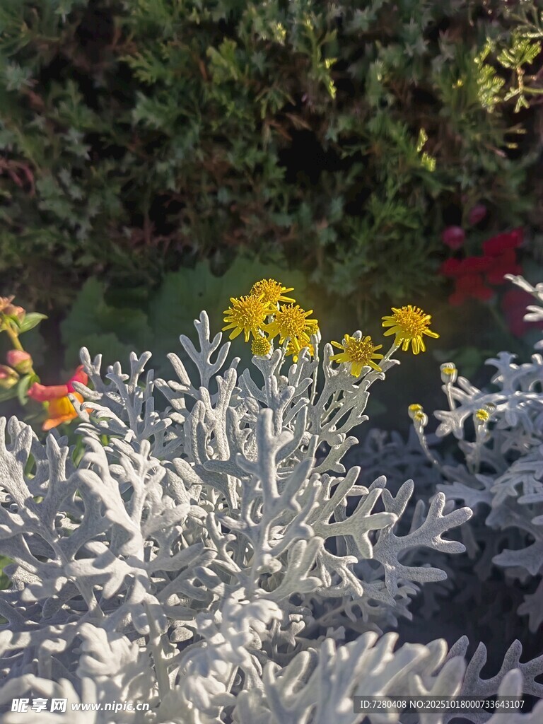 多彩花卉与银叶植物景观