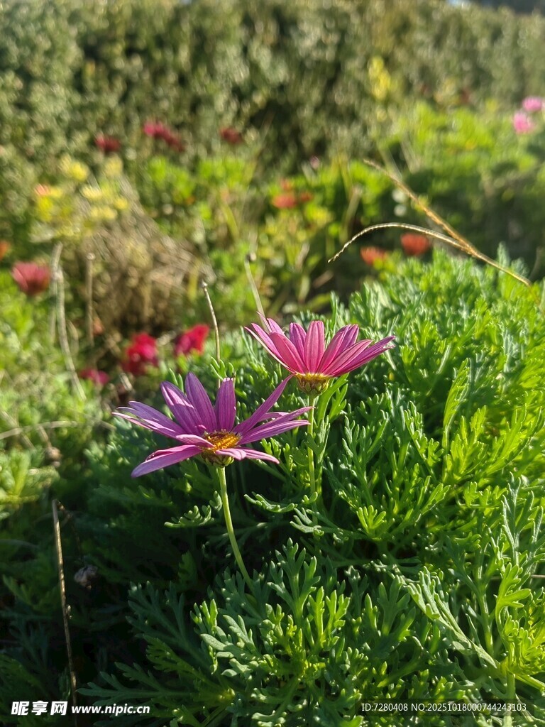 阳光下的绚烂花丛