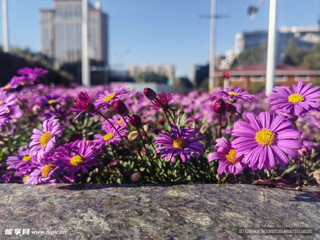 石边绽放的绚丽紫色小花