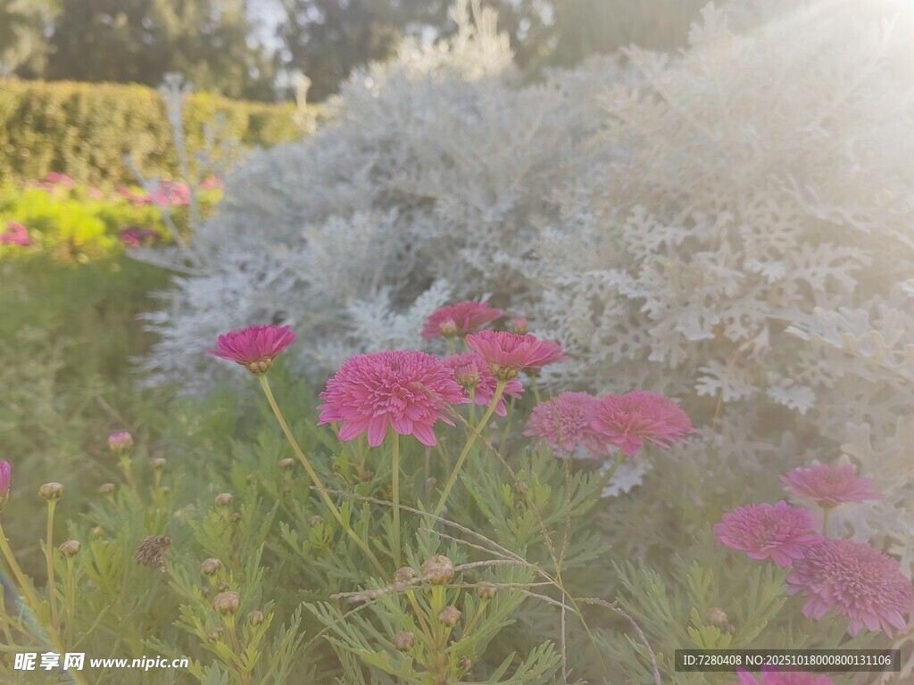 阳光下的多彩花卉景观