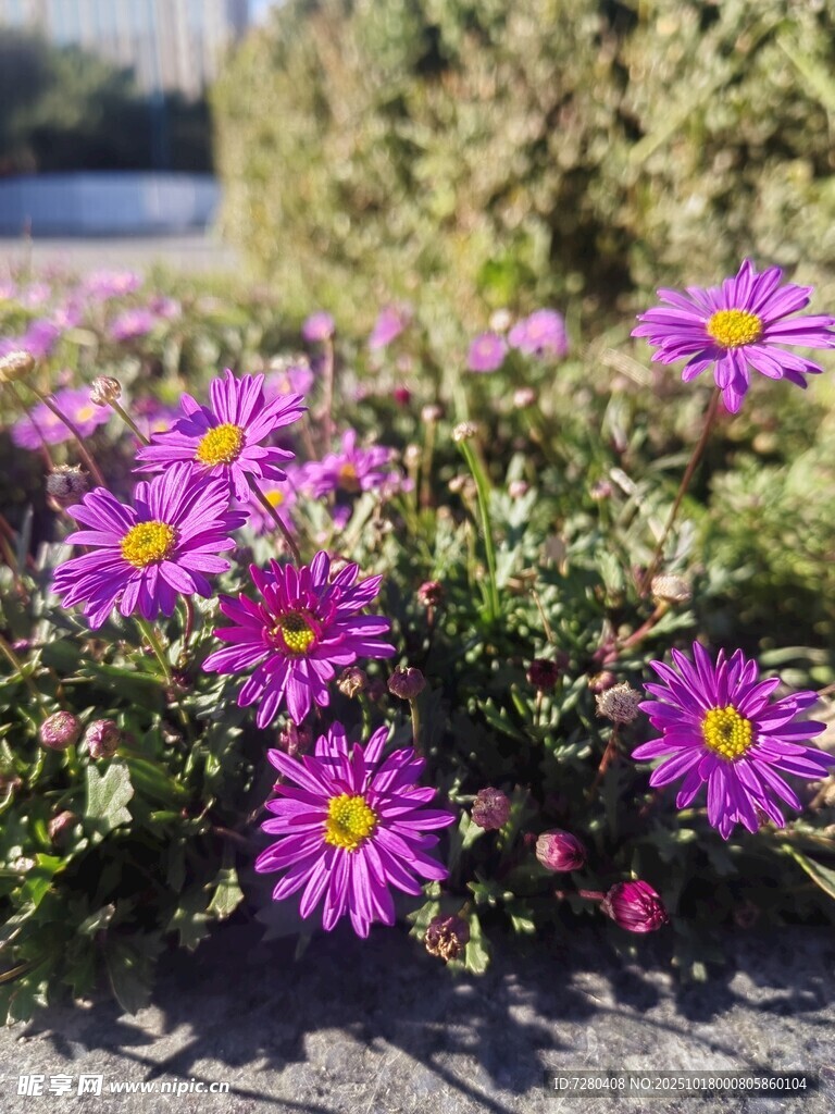 紫色小花绽放于户外