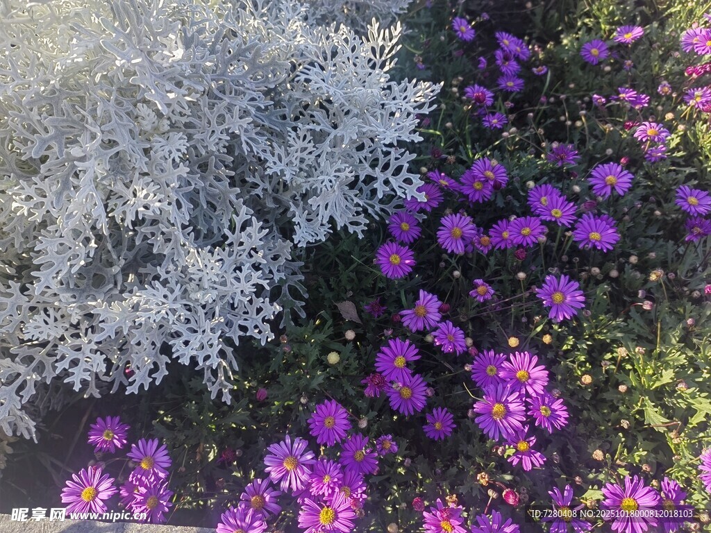 紫花与银叶植物景观