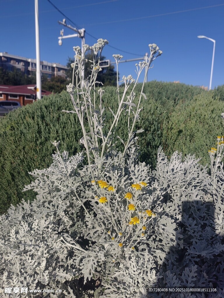 银叶植物与黄色小花景观