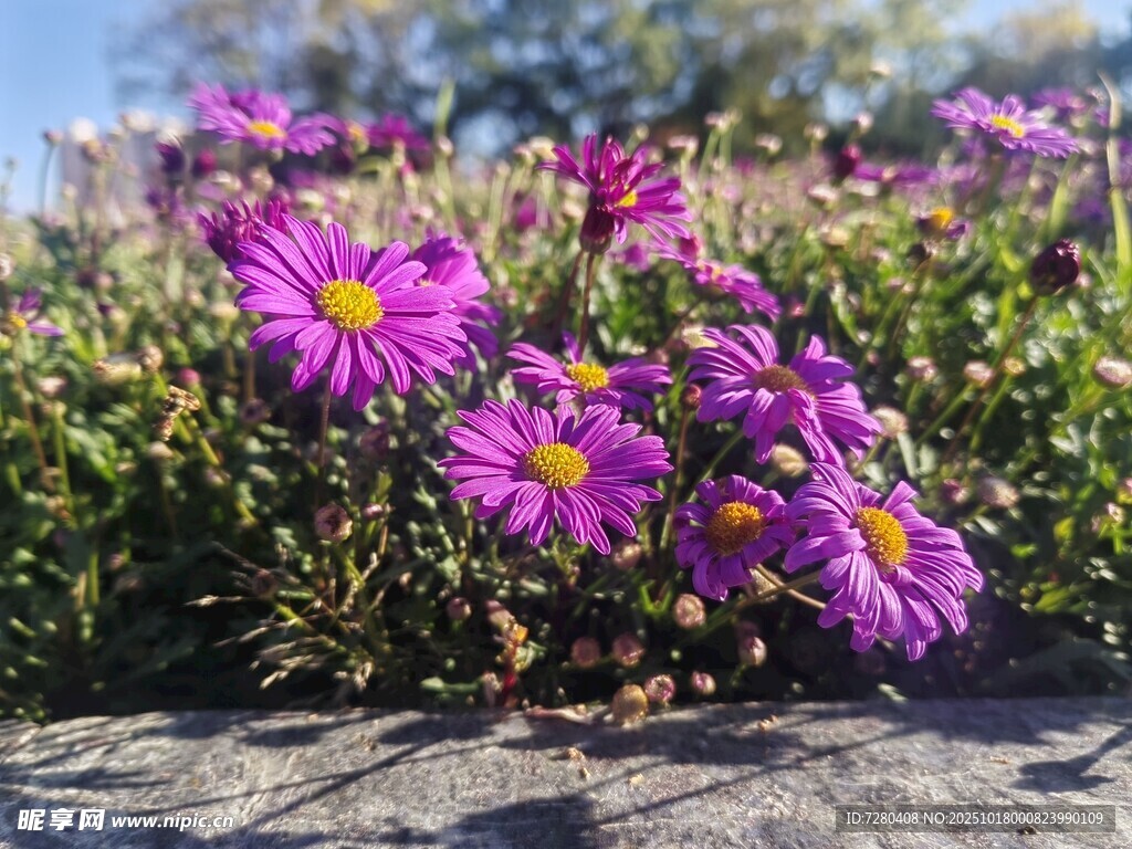 紫色小花绽放于石边