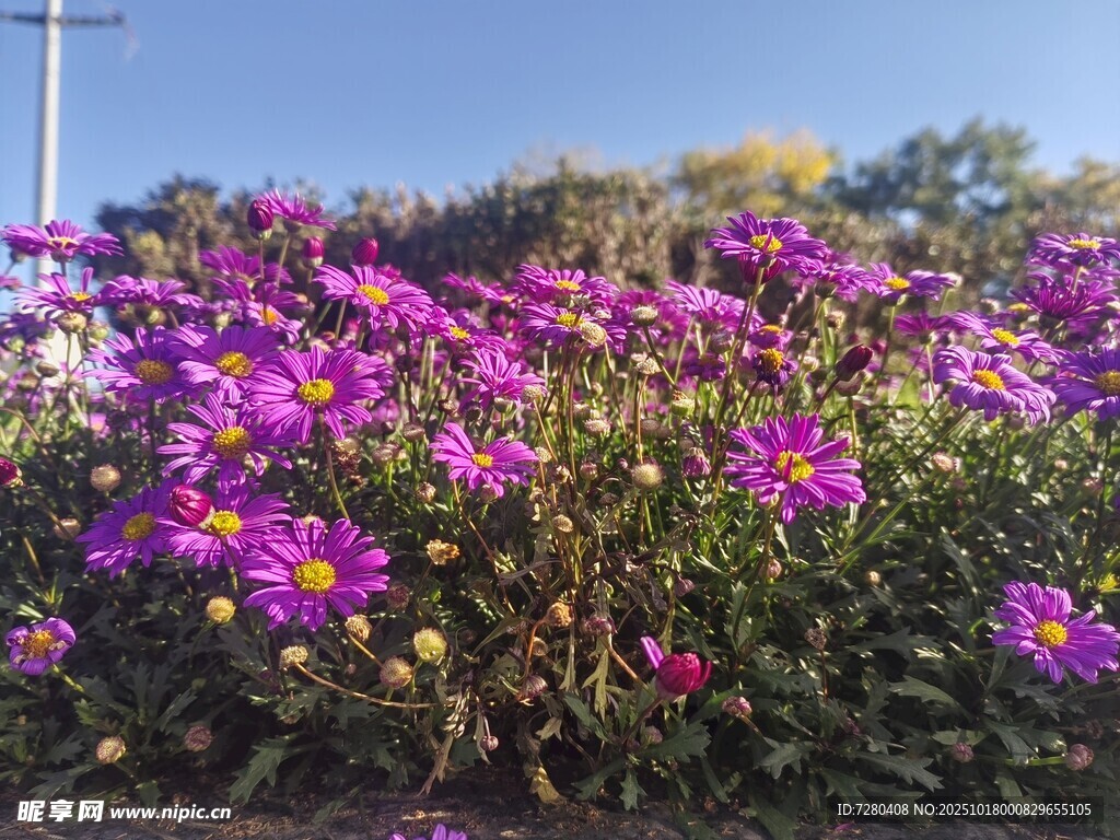 绽放的紫色花卉美景