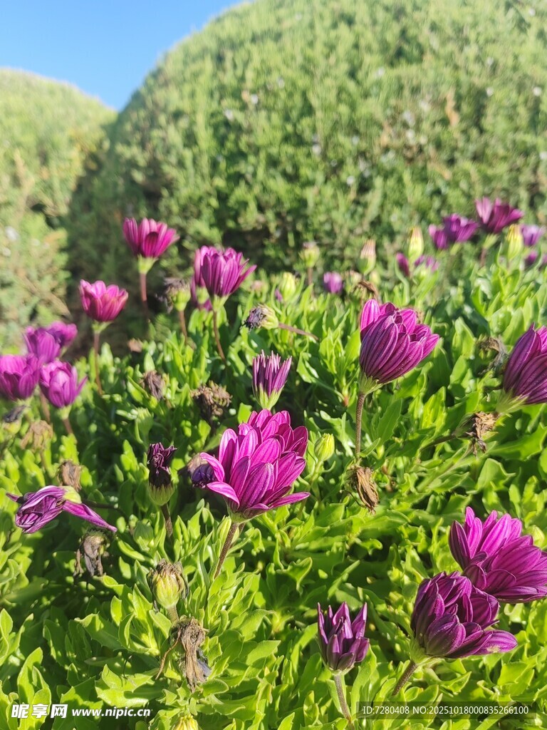 紫色花丛绽放于绿意间