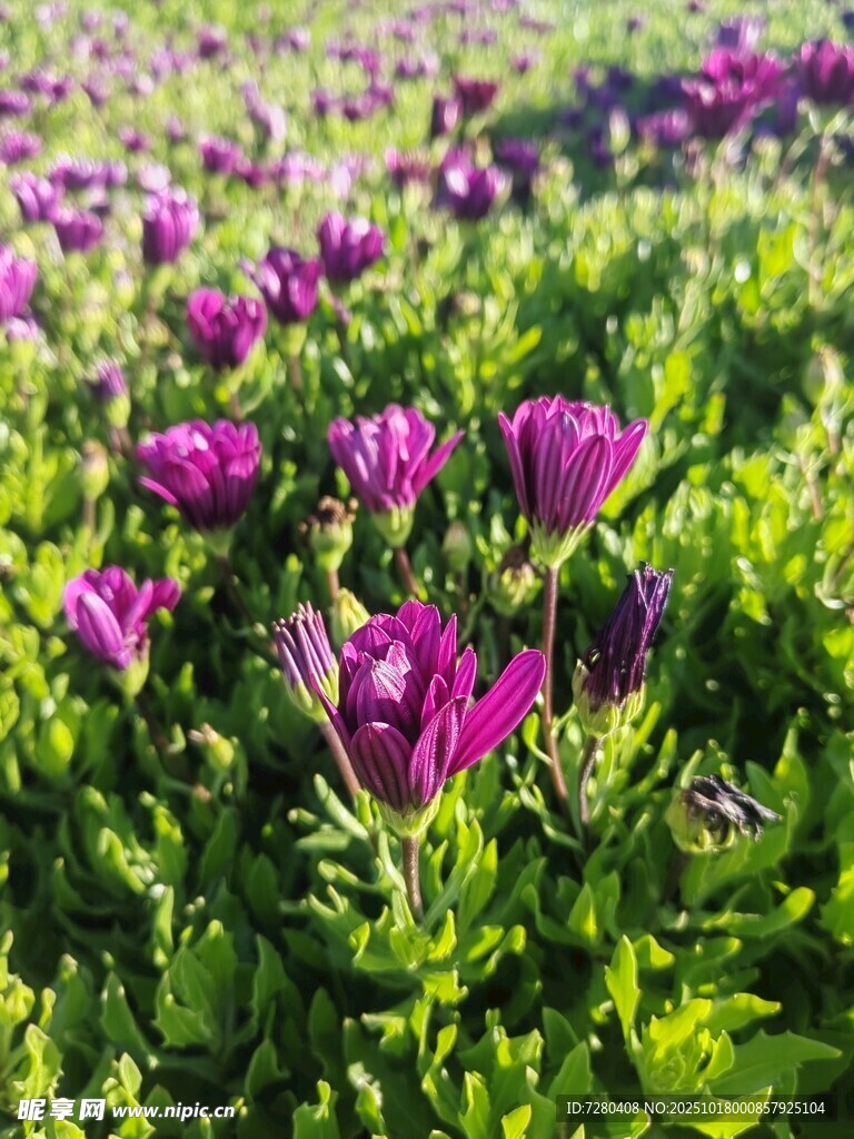 紫色花海绽放生机