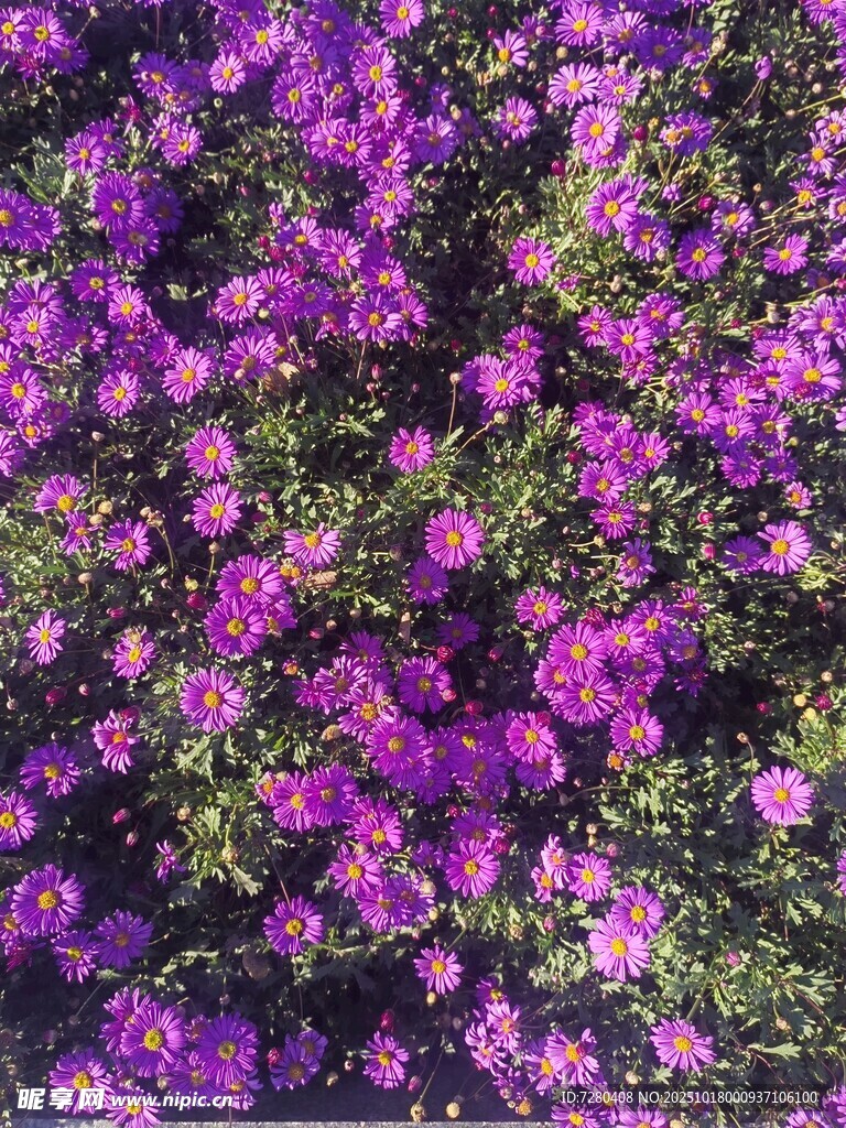 紫色繁花绽放