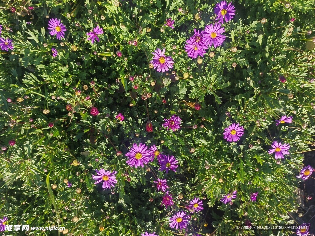 繁茂花丛中的紫色花朵