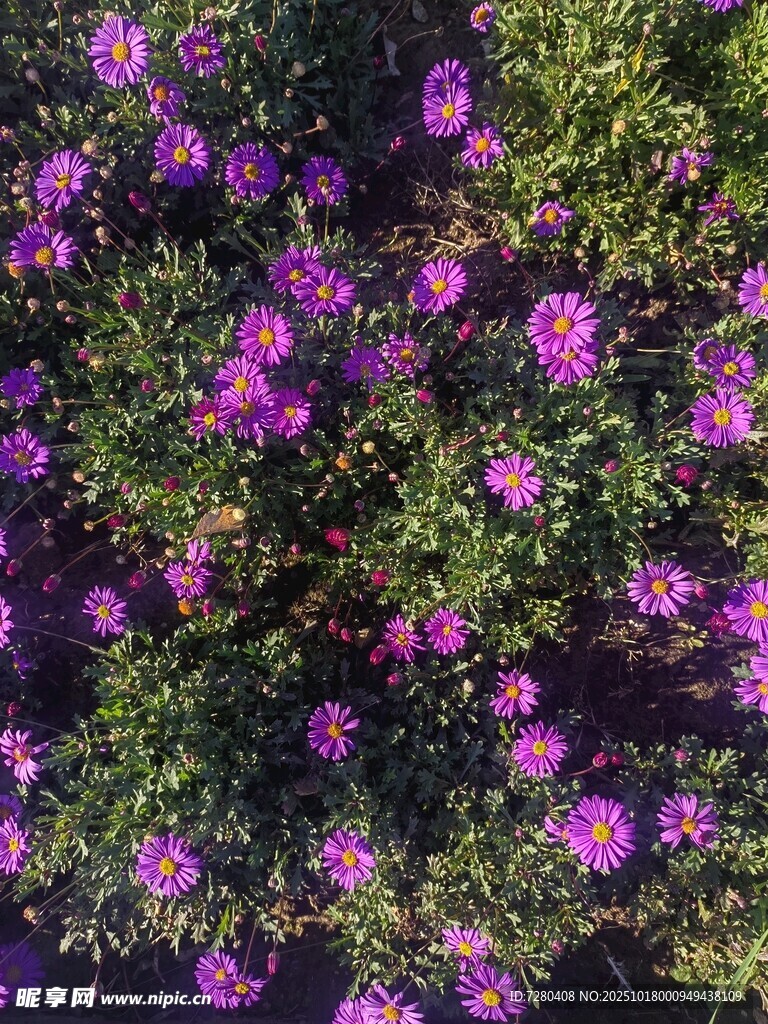 繁茂紫花绿植景观