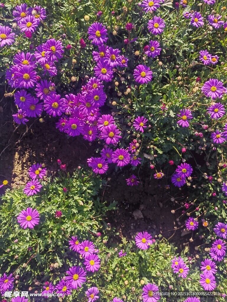 紫色繁花绽放的美丽景致