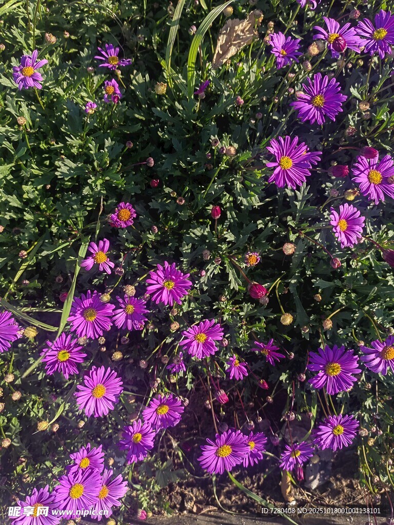 紫色烂漫小花绽放