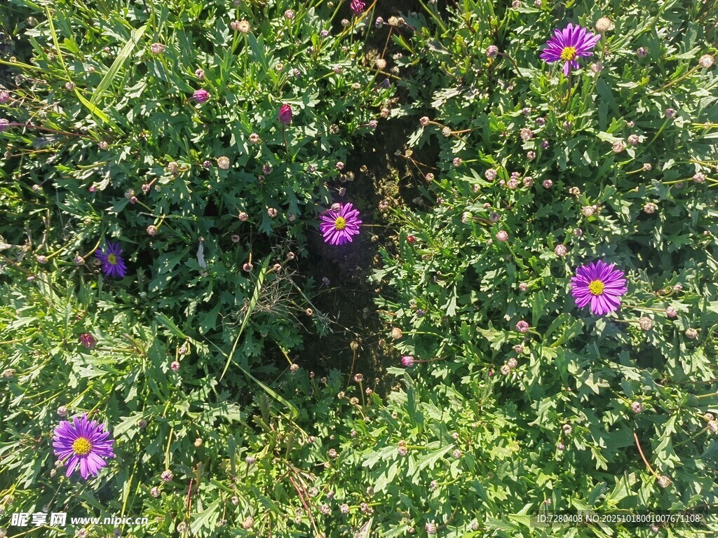 绿叶丛中的紫色小花