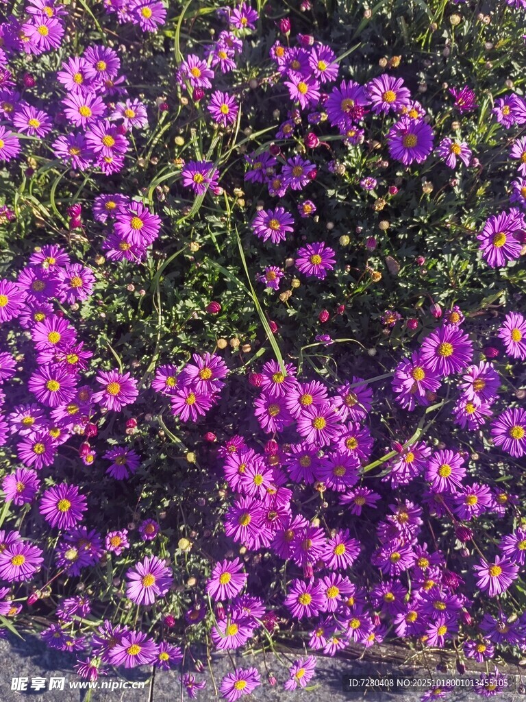 绽放的紫色繁花