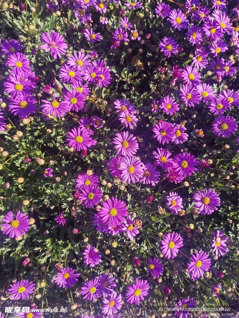 紫色花卉绽放美景