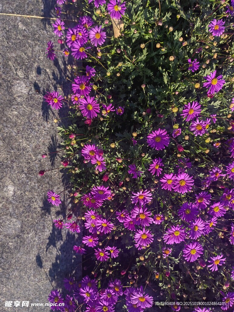 路边盛放的紫色花卉