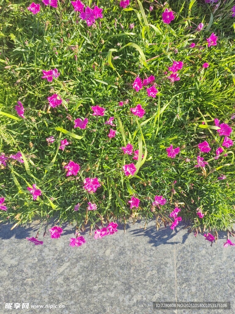 路边绽放的粉色美丽小花