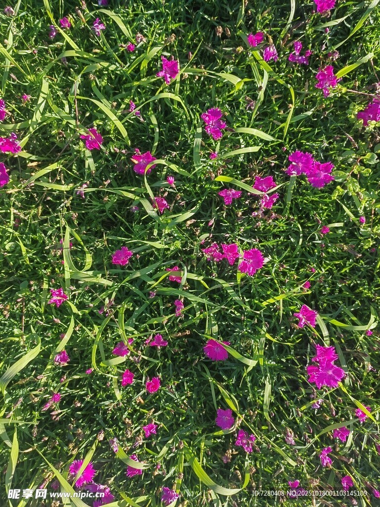 绿草间绽放的艳丽紫花