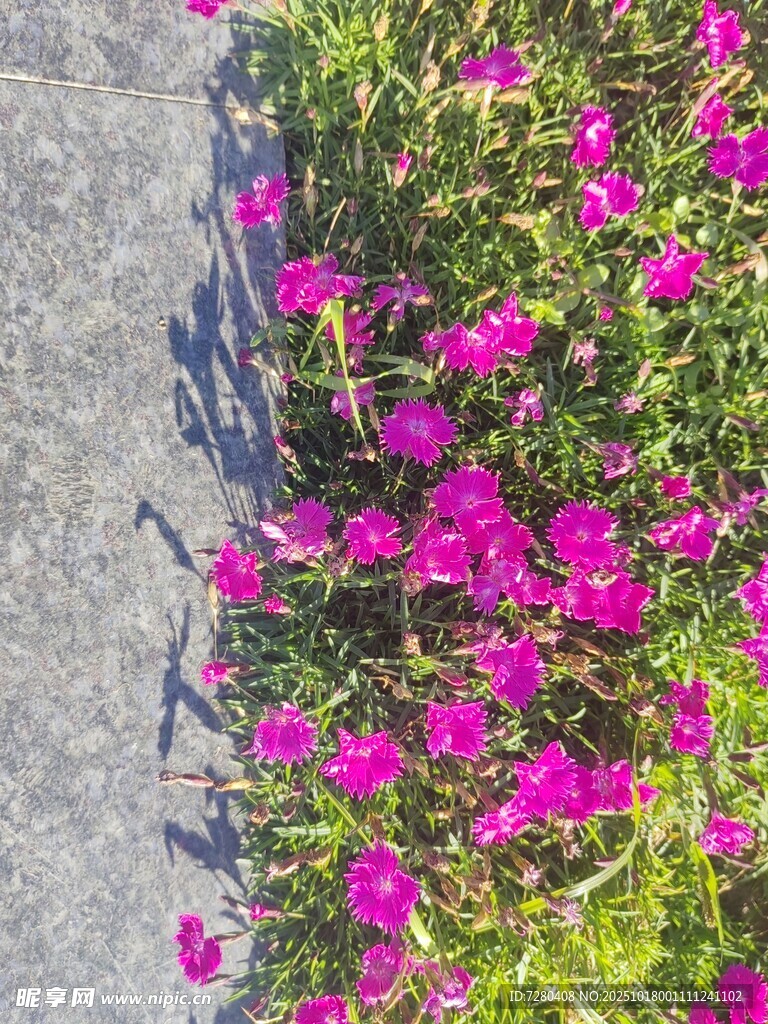 路边绽放的艳丽粉色小花