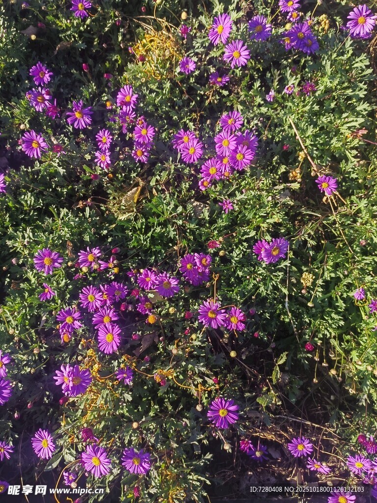紫色花丛绽放美景