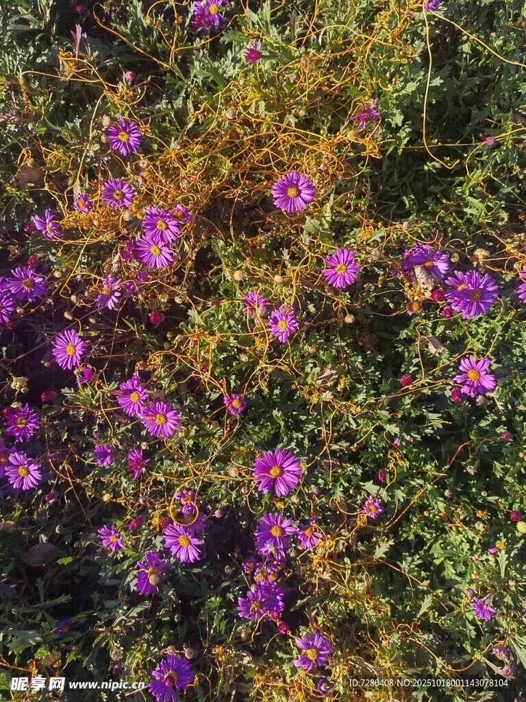紫色花丛绽放生机