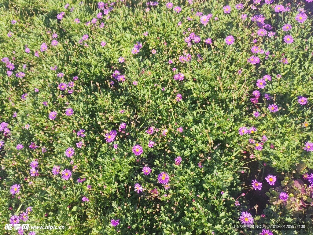 紫色小花点缀绿色草地