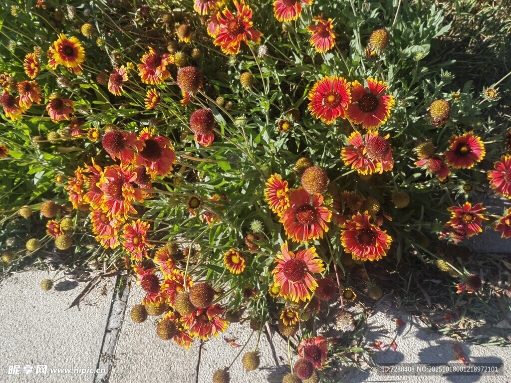 艳丽多彩的花丛绽放