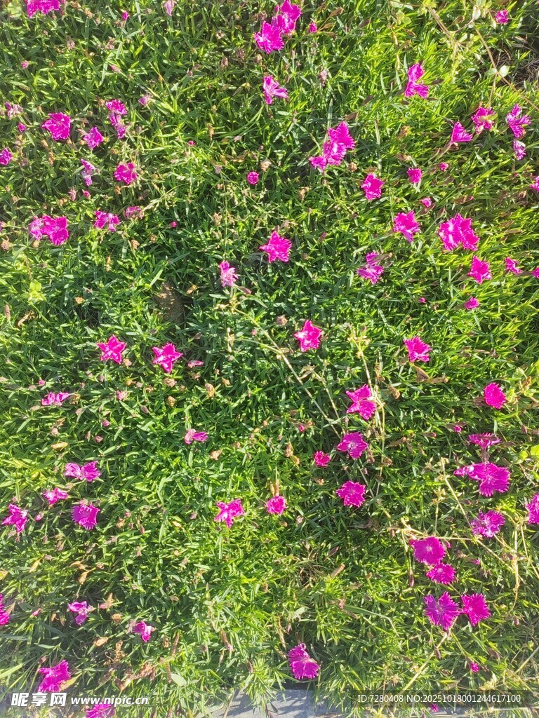繁茂紫花绿植景观