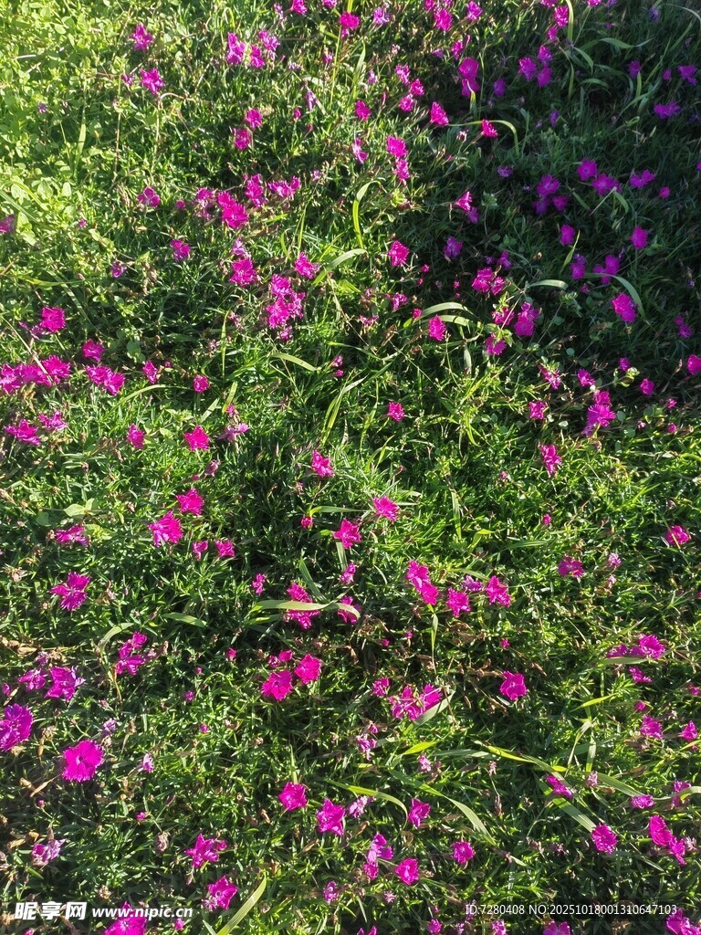 繁花似锦的绿色草地