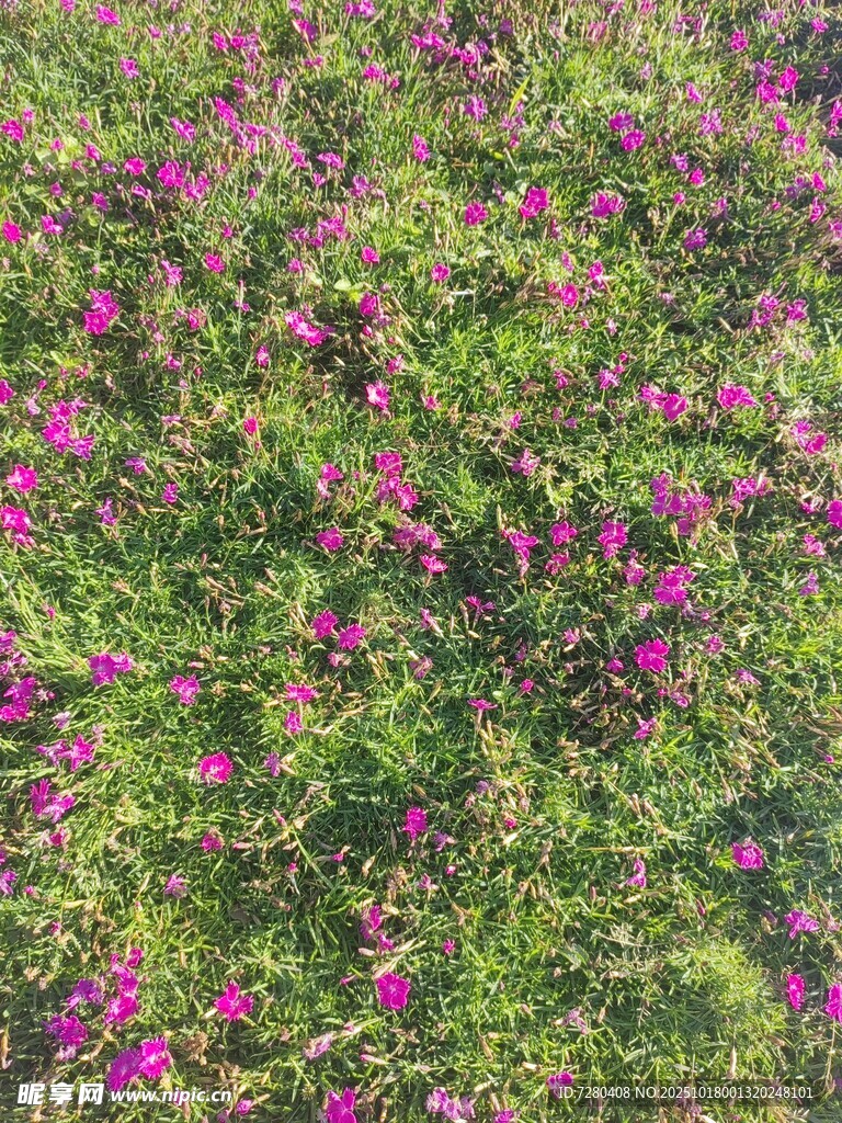 繁花似锦的绚烂草地