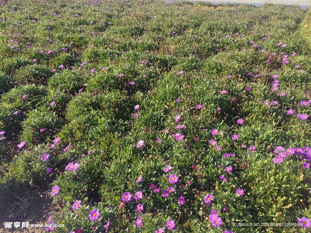 紫色花海绽放的自然美景