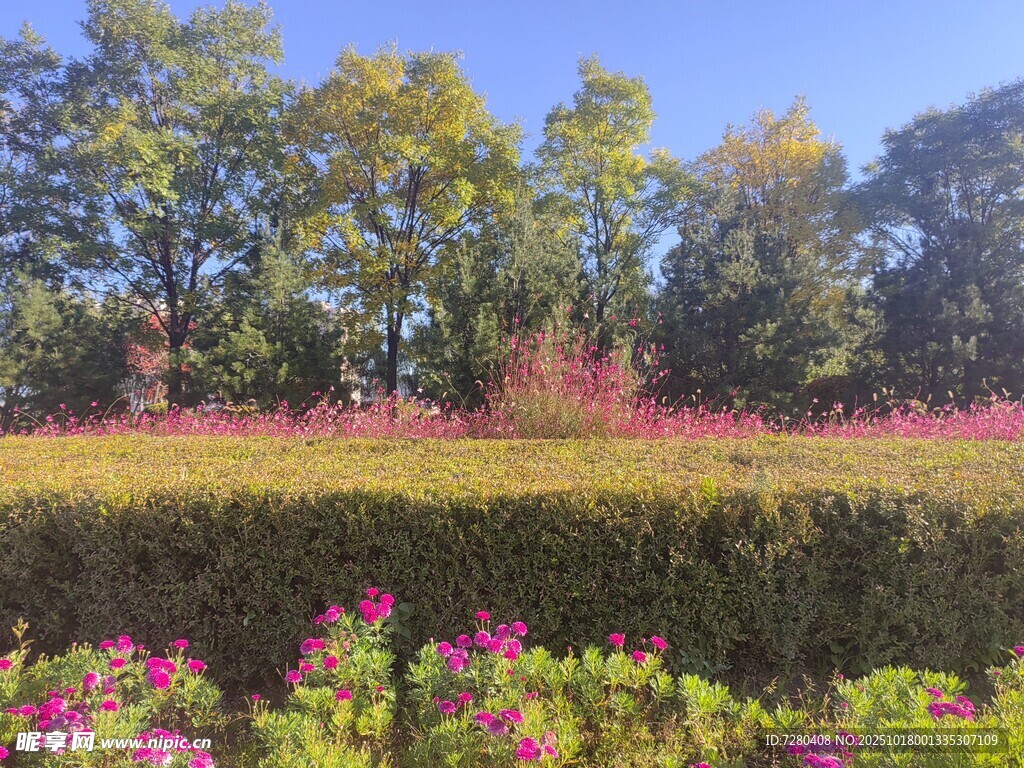 秋日多彩花草树木景观