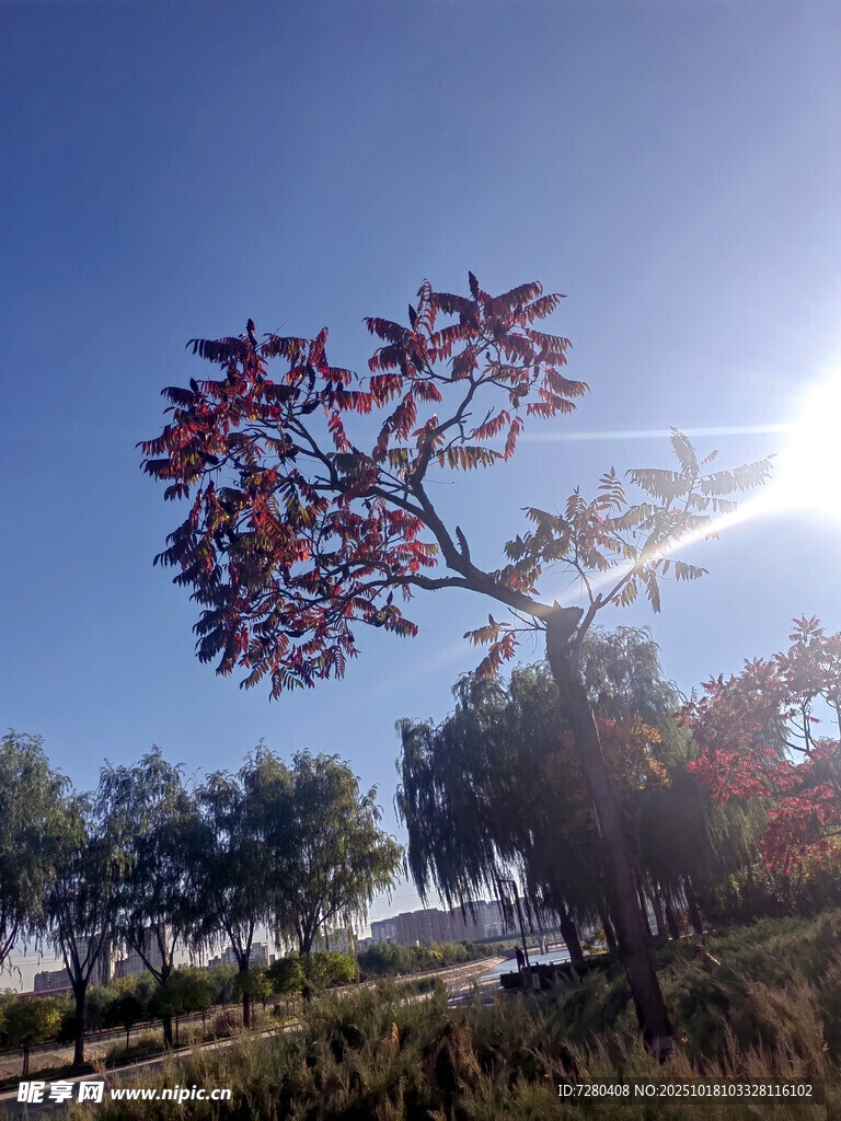 阳光下的红叶树